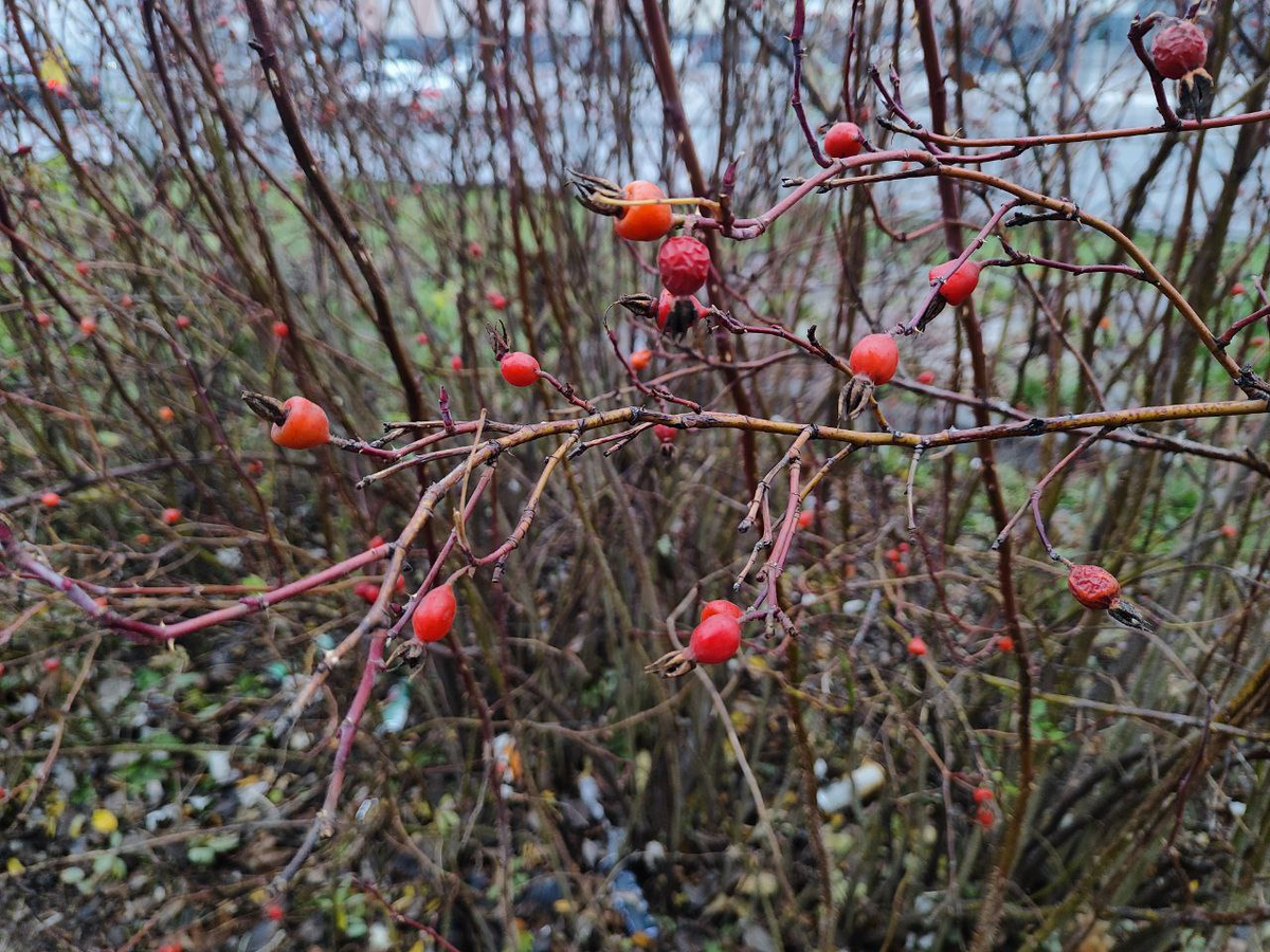 Фото автора.