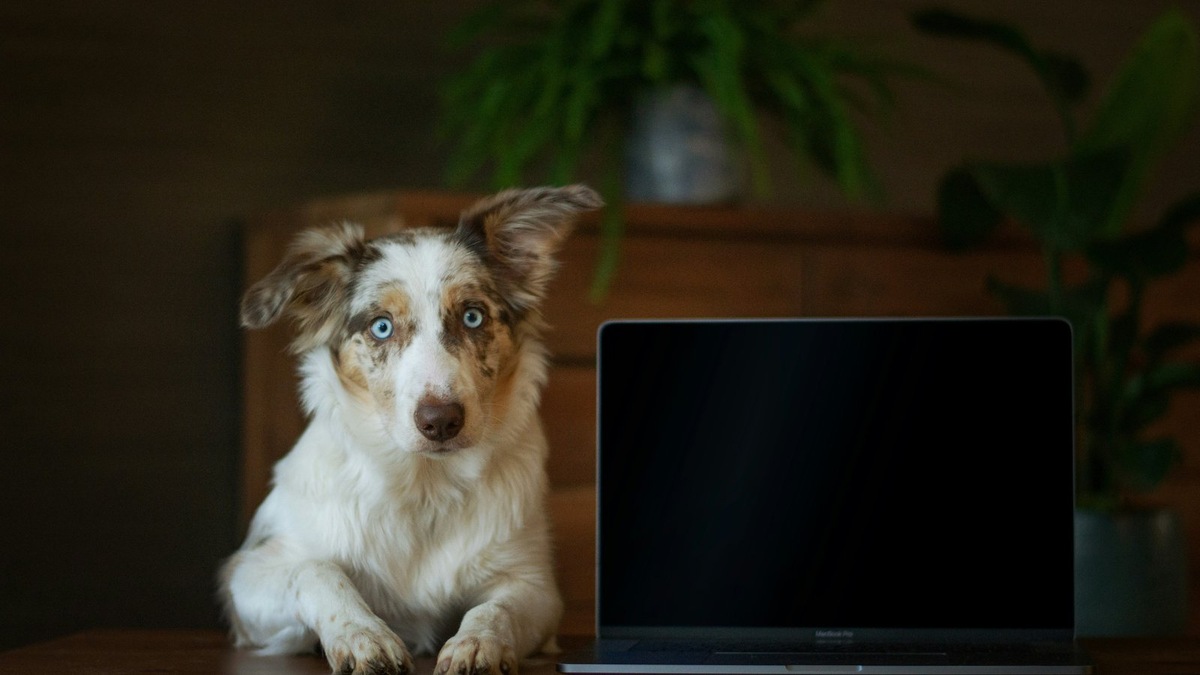    Австралийские овчарки привлекают внимание необычными окрасами