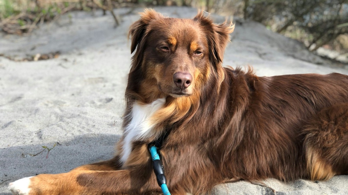    У австралийских овчарок распространены биколоры и триколоры