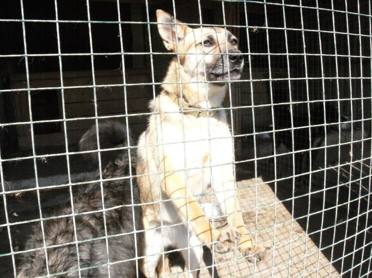    Фото: архив «МК в Калининграде».