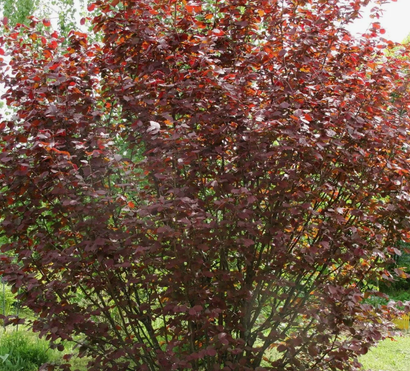 вот такой красивый Фундук Московский ранний