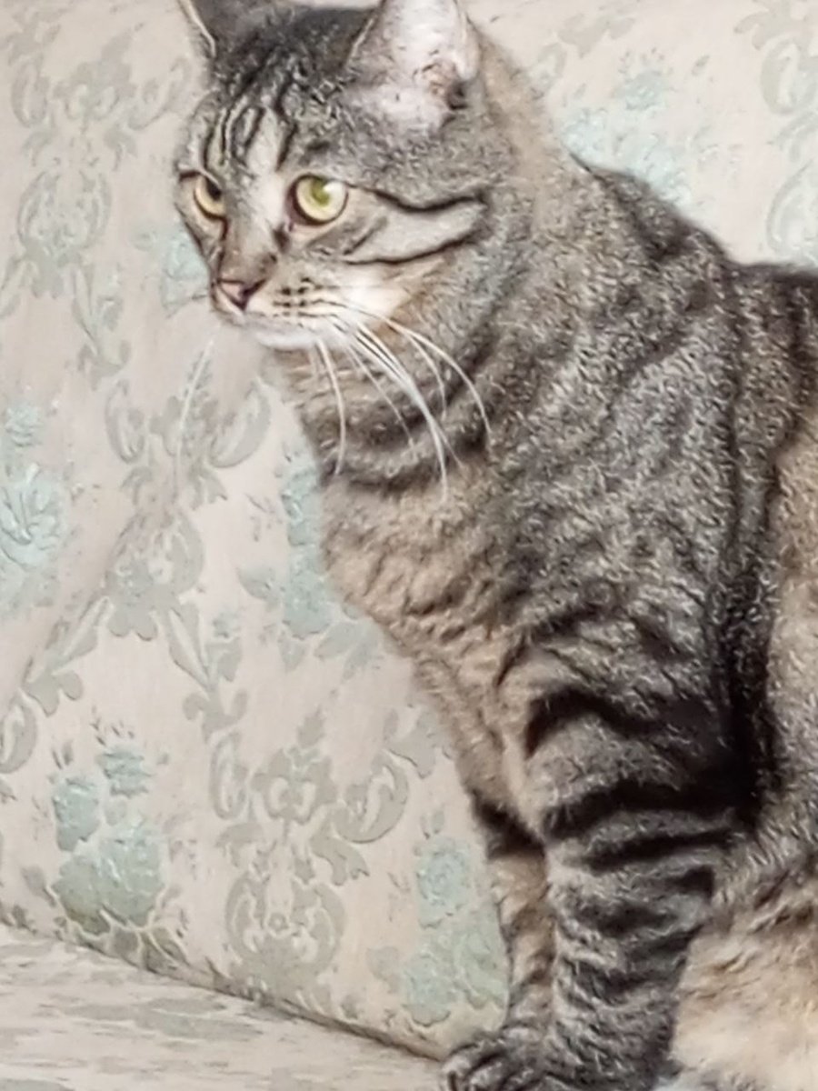 Конь-огонь!