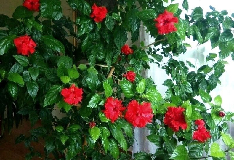 Как вырастить красивую китайскую розу в квартире 🌺