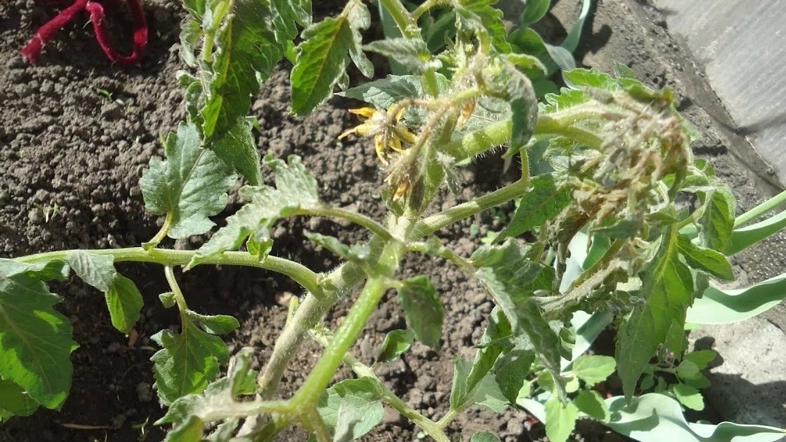 Вот так выглядят корни после концентрированной дрожжевой подкормки — сгорели за сутки