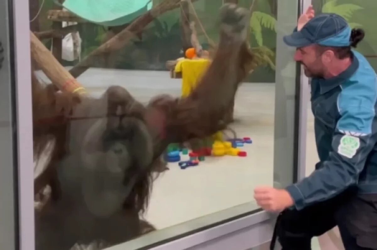    Ведущий «Поедем, поедим!» в Перми готовил на Дне рождения орангутана Билла