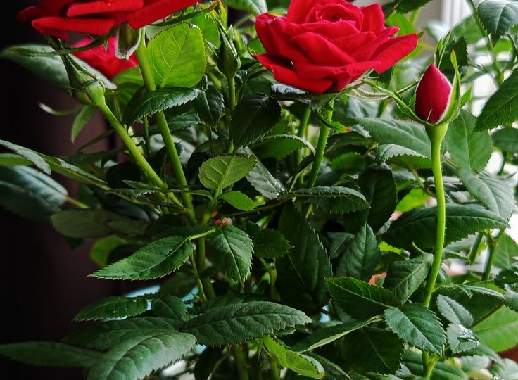 Какие розы лучше всего выращивать в квартире 🌹