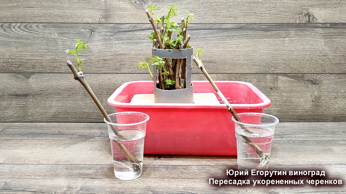 Укоренял в плавающем укоренителе черенков моей конструкции.