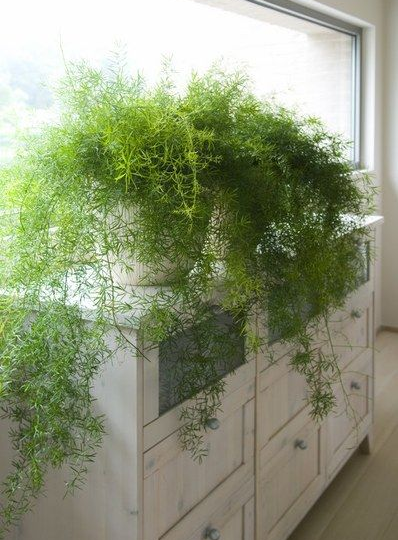 Аспарагус в доме: как вырастить красивое и пушистое растение 🌿