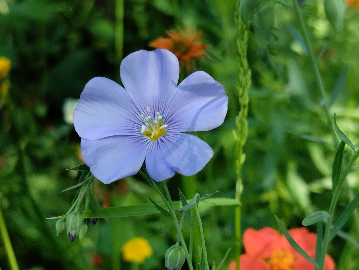 Лён многолетний "Синий шёлк" в моём саду