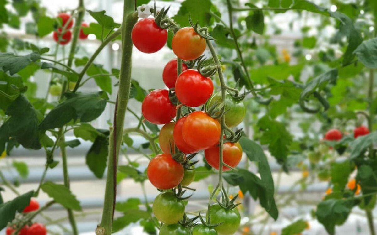    «Лента» заинтересовалась тепличным бизнесом Фото – ru.freepik.com