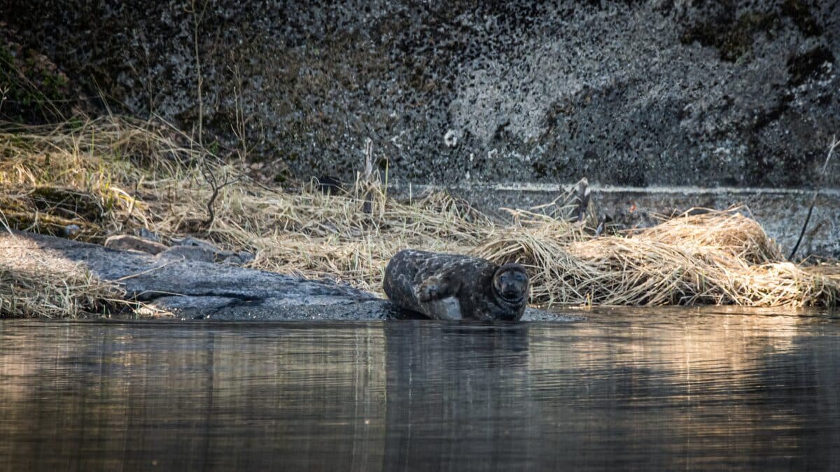    Кольчатая нерпа / © Aki Mykkanen