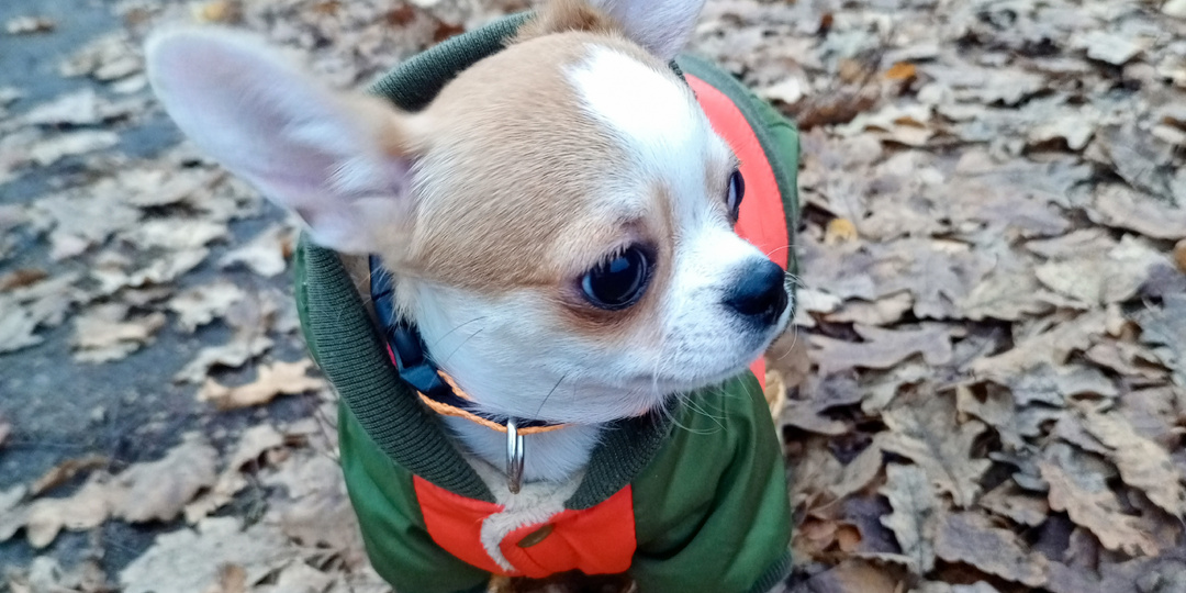 Наш опыт путешествия с домашними питомцами.