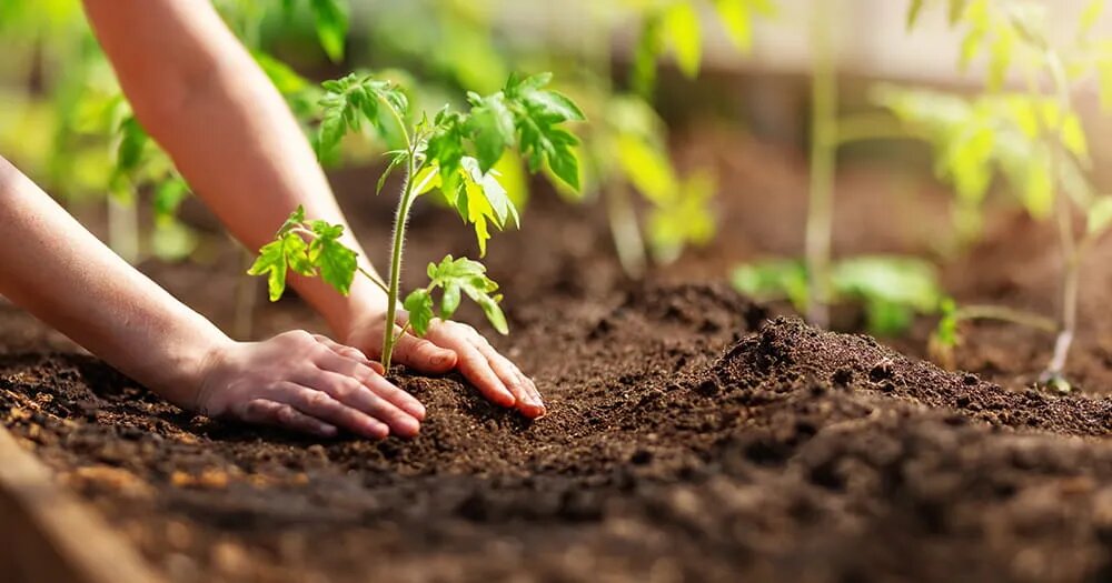 Подготовка грунта в теплице: как превратить истощенную землю в плодородный рай