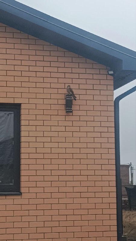 Птичка одобряет.