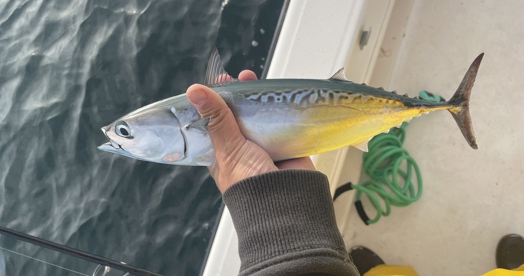 Тунец-пуля (Auxis rochei) или Bullet tuna