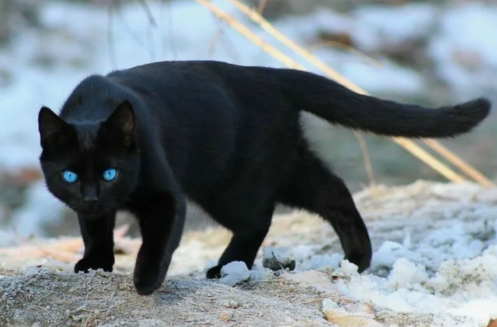 Ведьмёныш. Дела отдельские. Ночные непонятки и карпатский след