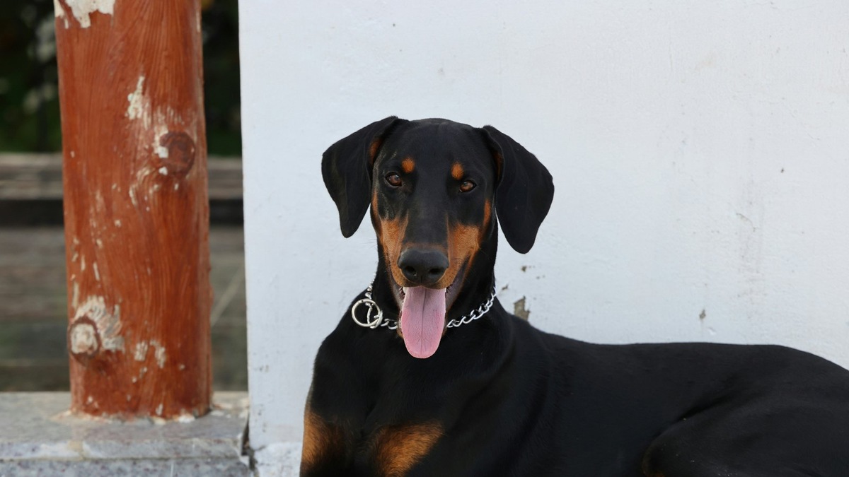    Доберман — элегантная мощь, достойная звучного имени