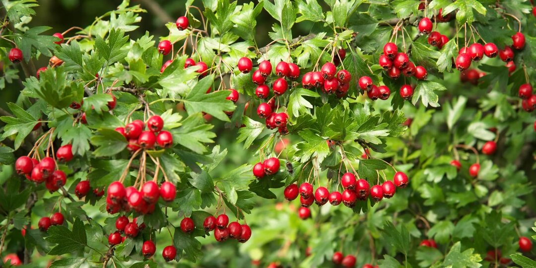 Боярышник для крепкого здоровья