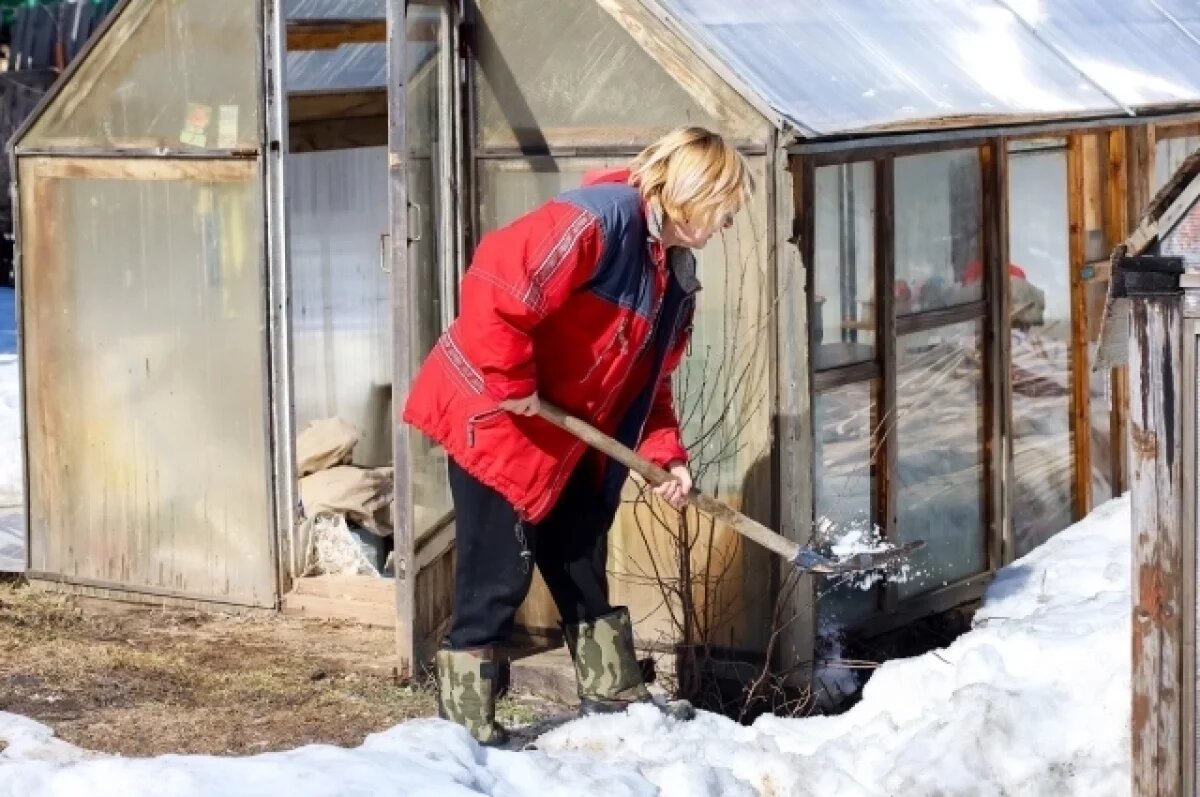    В Ростовской области озимые взошли на 99% полей