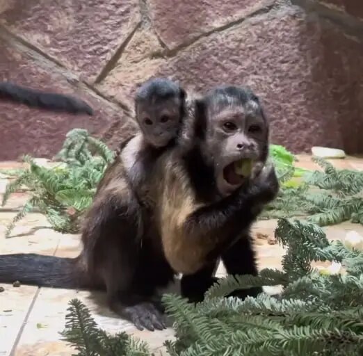    Фото: скриншот из видео пресс-службы Ленинградского зоопарка.