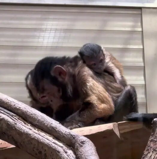    Фото: скриншот из видео пресс-службы Ленинградского зоопарка.