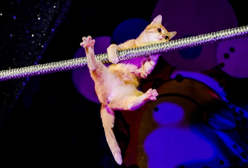    Можно ли научить кошку командам? Вы удивитесь, на что она способна. Источник изображения: 2013.kublog.ru