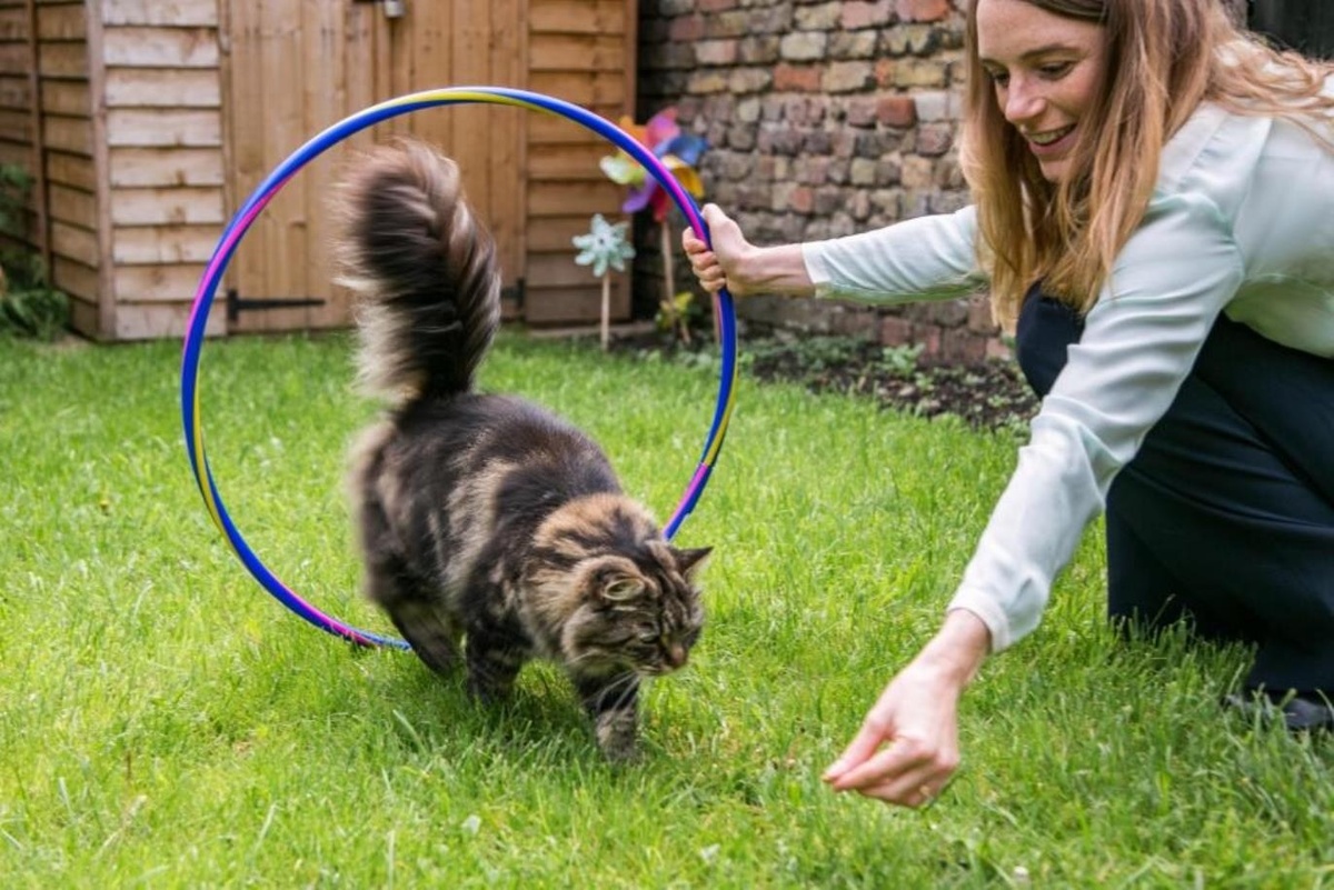    Кошки обычно не ориентированы на директивы и “иерархию”, поэтому команды работают иначе, чем у собак. Источник изображения: koshka.top