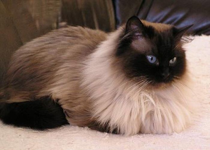 Почему гималайские коты не похожи ни на одну другую породу: раскрываем все секреты характера, здоровья и питания