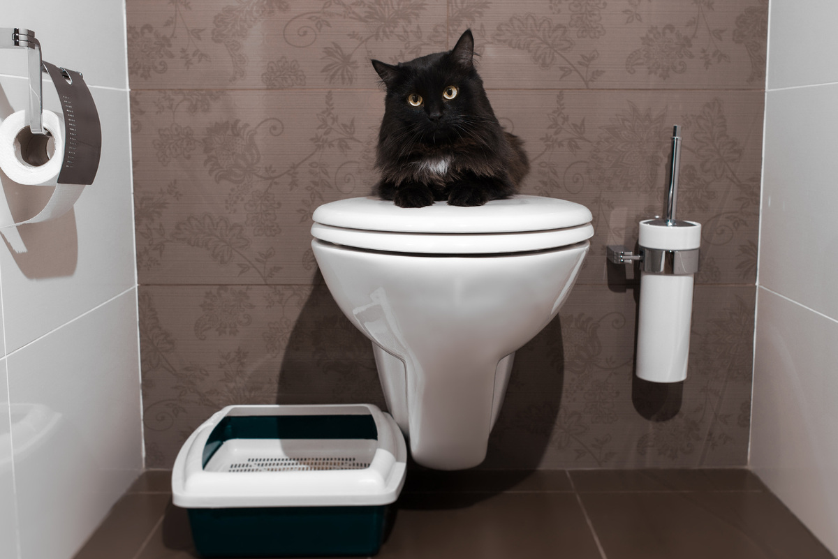 Кот и унитаз: как приучить питомца к человеческой сантехнике, и с чем предстоит столкнуться владельцу