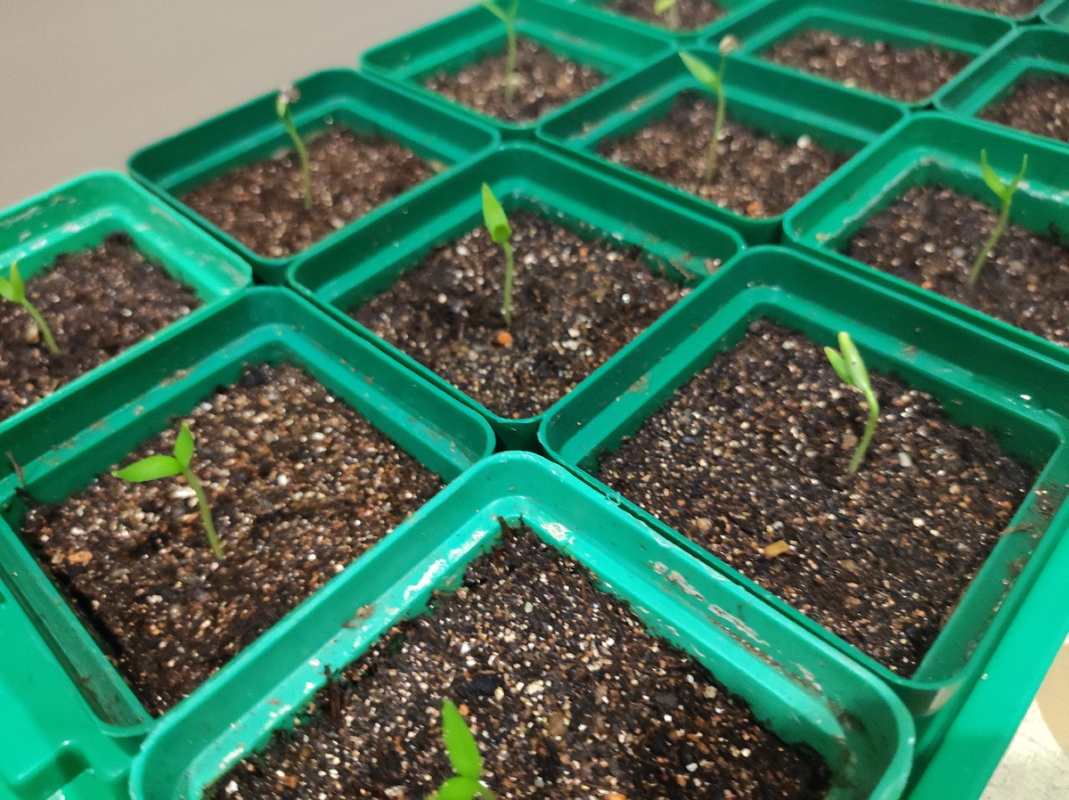 Фото автора, рассада сладкого перца, начало февраля 2026 года