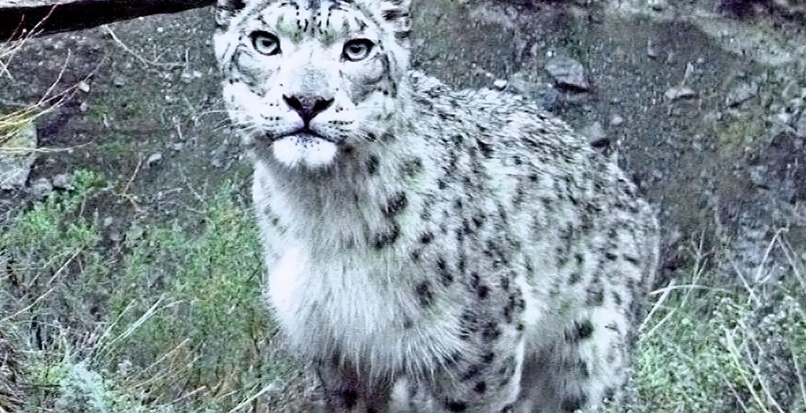    Фото: Росзаповедцентра Минприроды России