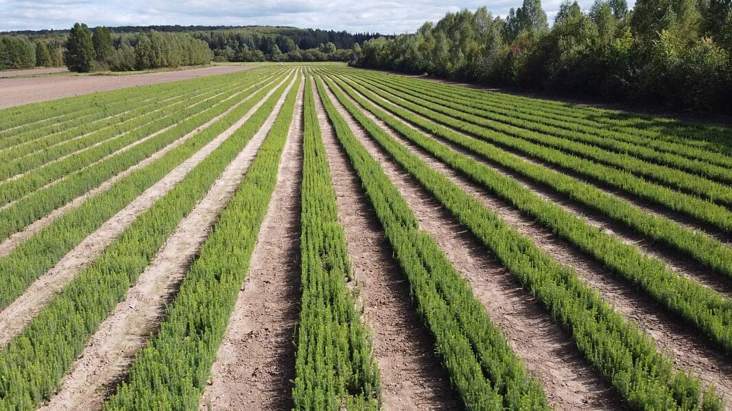 Лесопитомник