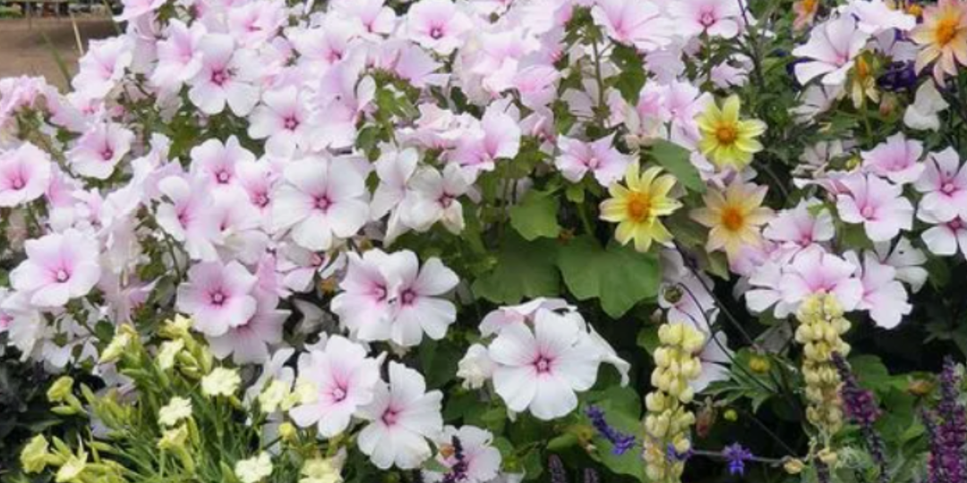 Неприхотливый цветок, который должен быть в каждом саду. Цветет все лето, легко вырастить из семян