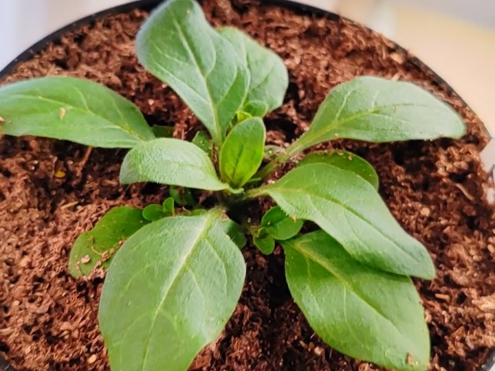 🌸 ✨Секрет пышной петунии: Акварин + Сульфат Магния! Петуния растёт как на дрожжах!✨🌸