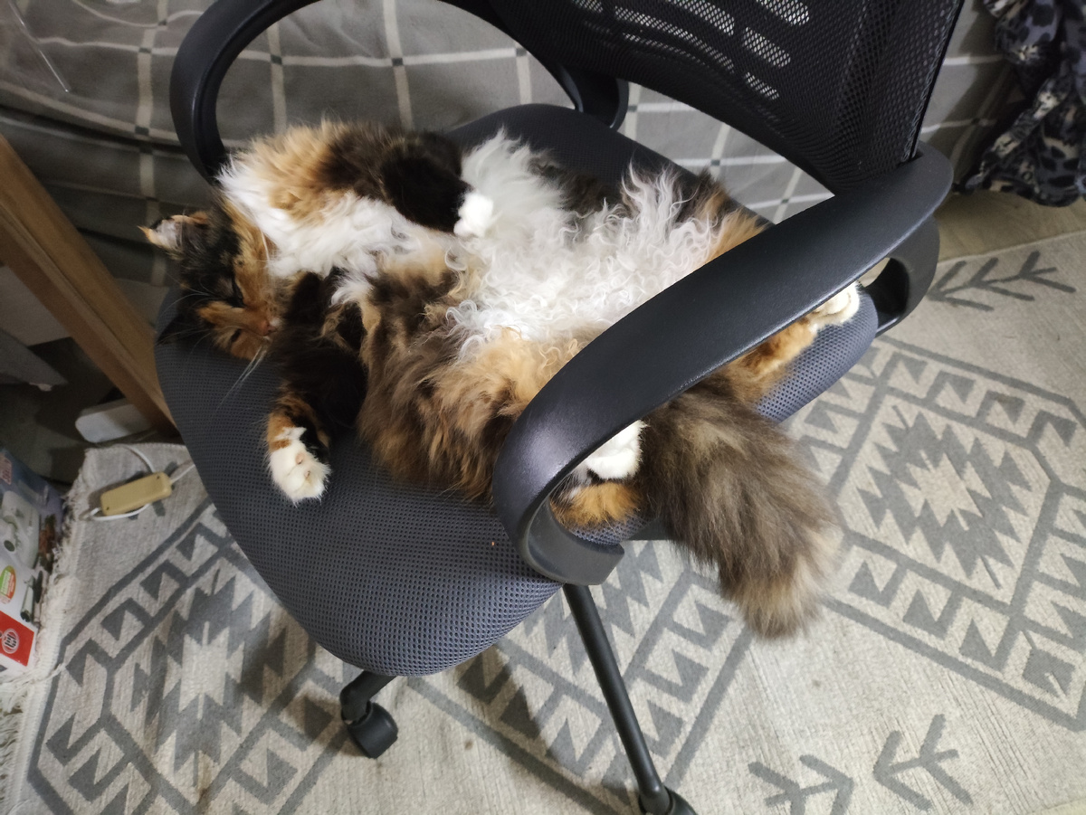 Чей хвост висит?