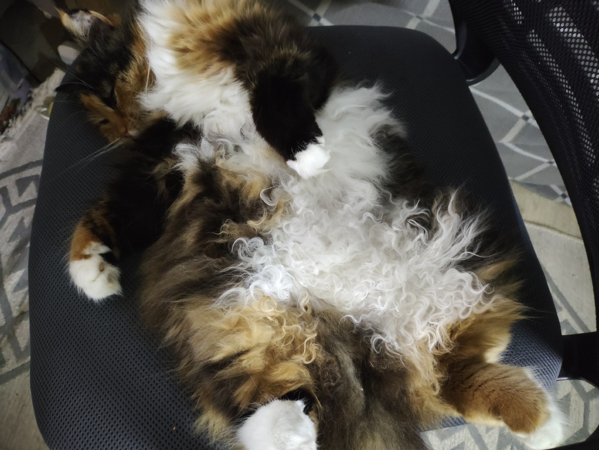 Необъятной Мушильды!