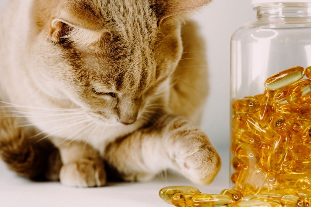 Сколько и чего нужно кошке для идеального самочувствия: разбираемся в витаминах и микроэлементах по породам