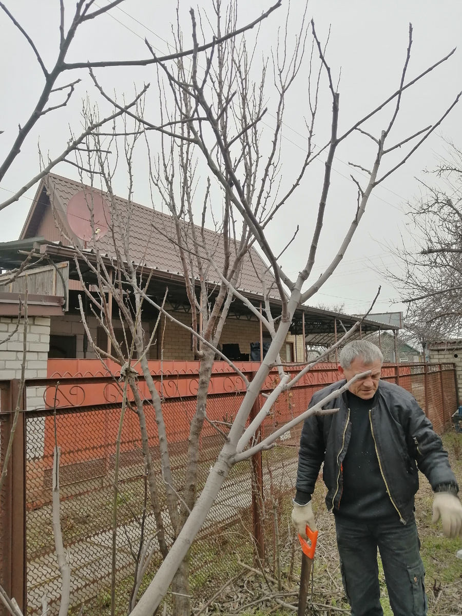 Перед началом обрезки.