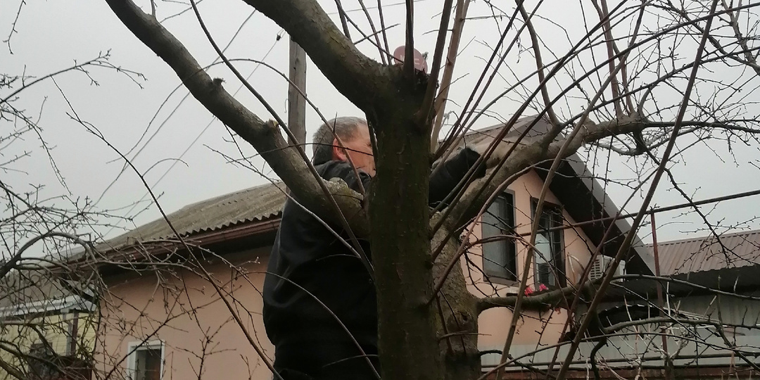 Оберезаем деревья!