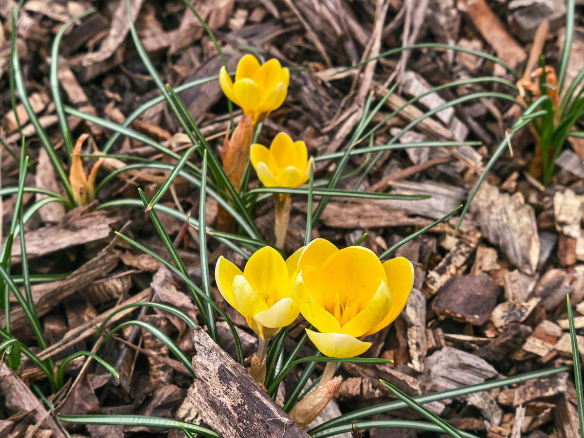 Крокус Romance