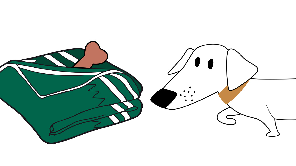 5 способов оценить интеллект собаки