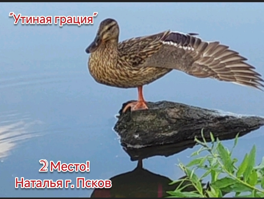 2 место!Наталья, г. Псков "Утиная грация