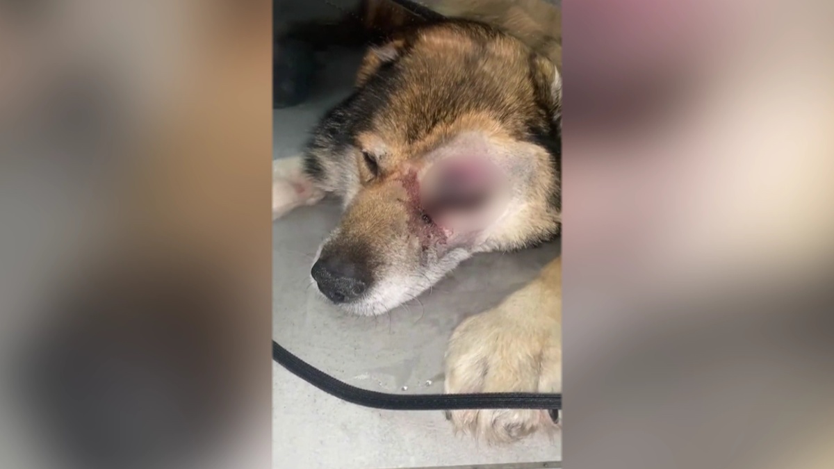    В Сургуте прооперировали «Хатико» из разбитой на трассе машины