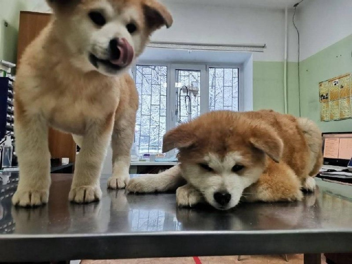    Фото: пресс-служба Минсельхозпрода МО