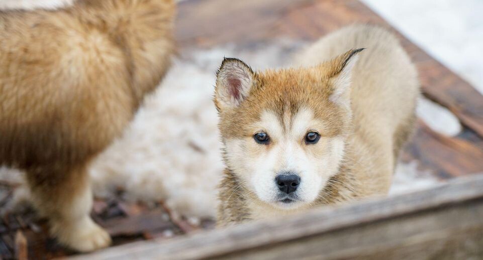    медиасток.рф