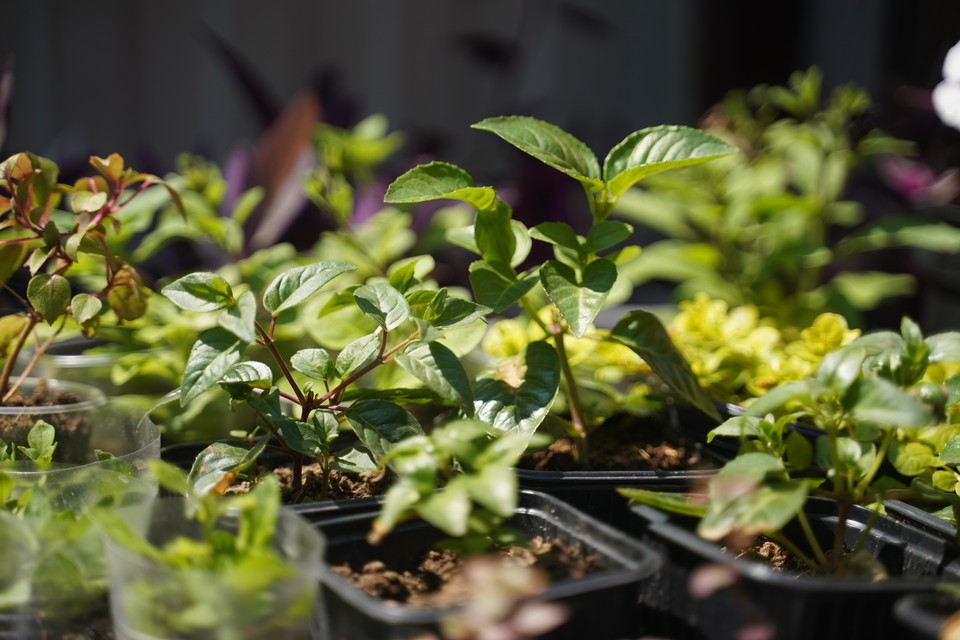 К посадкам на дачу стоит начать готовиться с марта. Фото: Светлана МАКОВЕЕВА