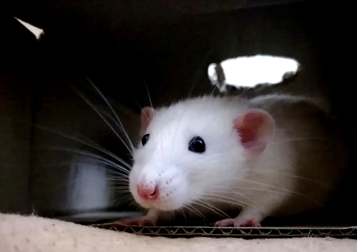 Закругленные ушки, расположенные по бокам головы - основное отличие крыс дамбо