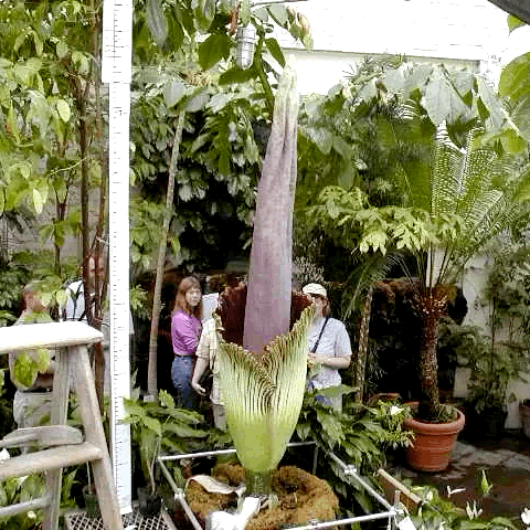 Удивительно редкое это явление - цветение гиганта аморфофаллуса!