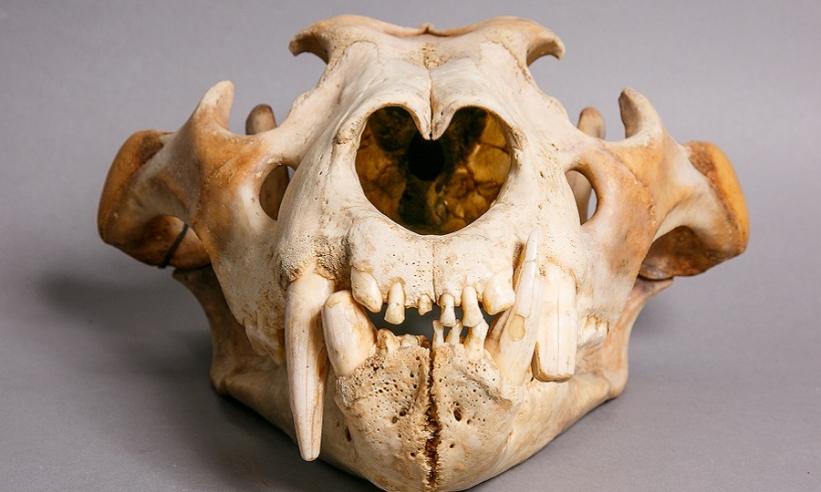 Каннибалы, людоеды, озверевшие хищники: зачем они так?