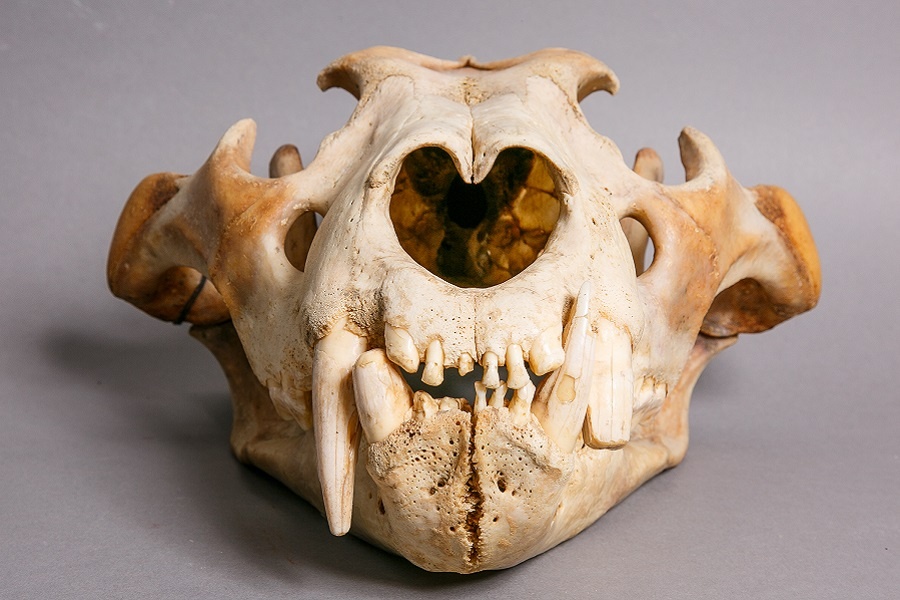 Череп африканского льва со стертым клыком. Экспонат из коллекции Дарвиновского музея